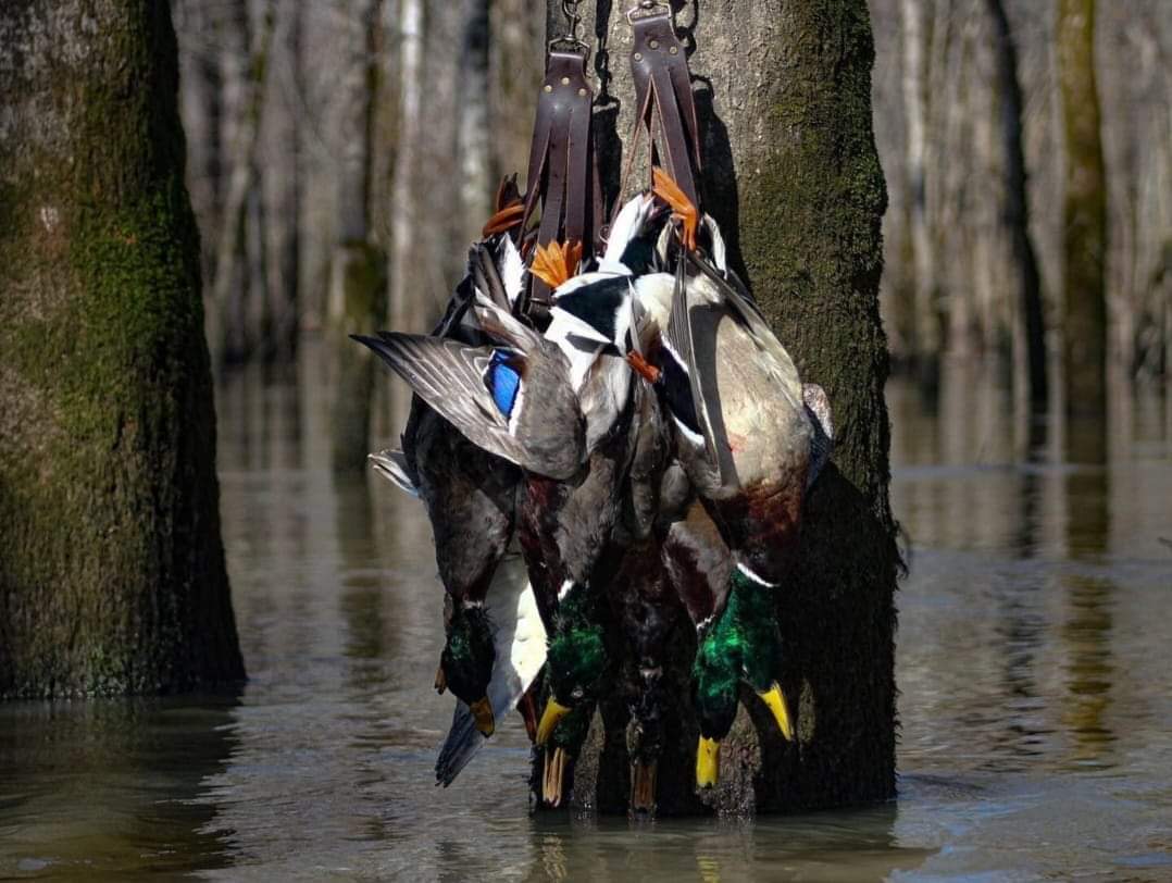 Waterfowl Gear